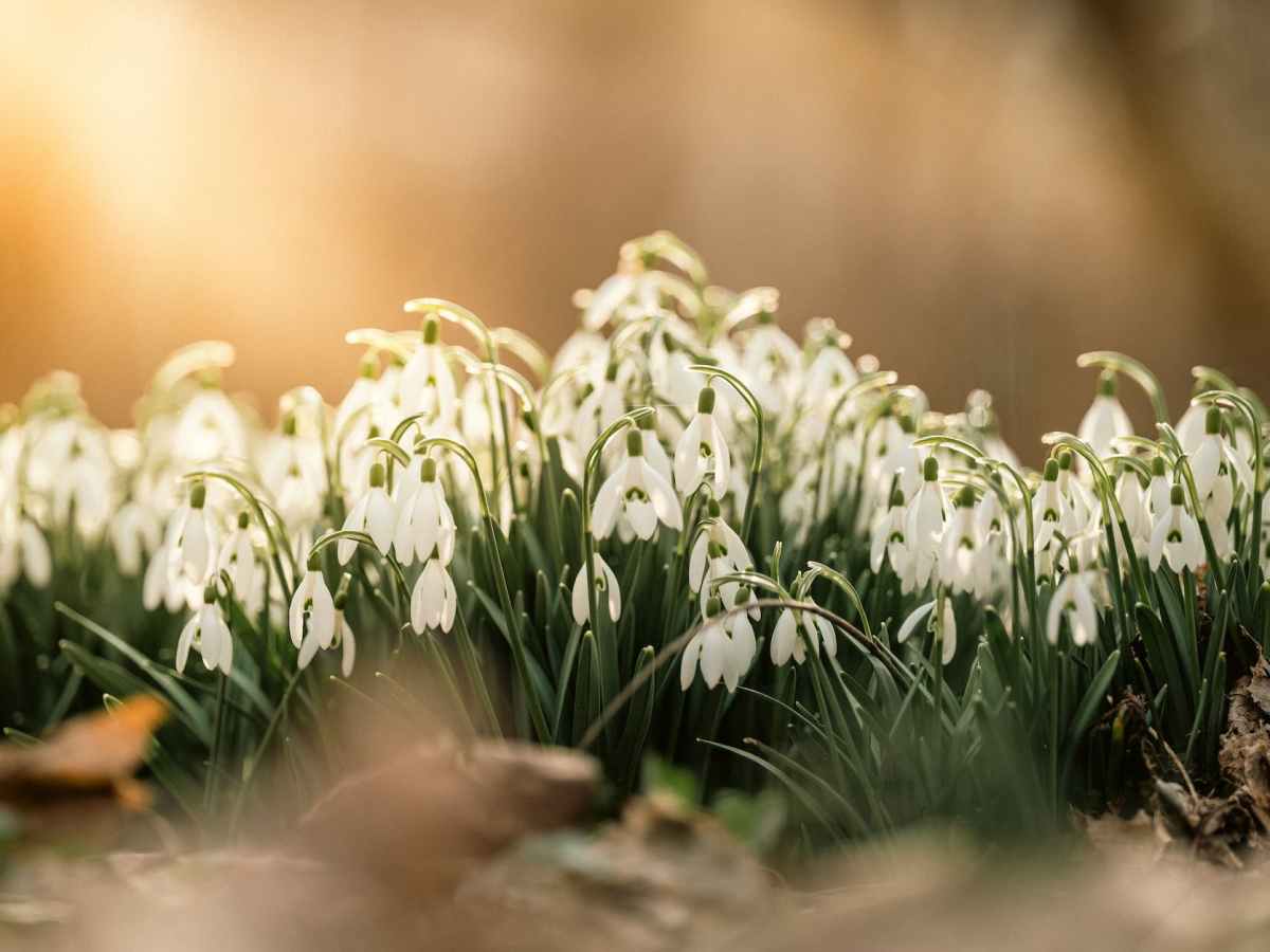 Imbolc – Re-connecting with natural patterns and old traditions